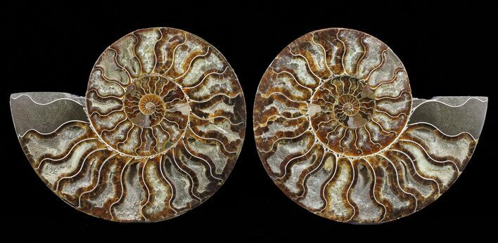 Cut & Polished Ammonite Fossil - Agatized #60286